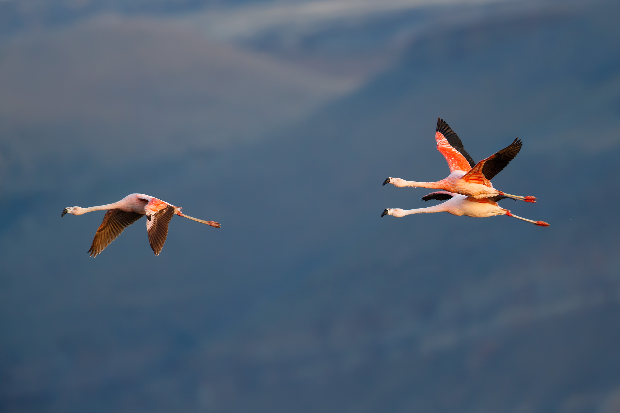 Chilean Flamingo Chileflamingo Phoenicopterus Chilensis Daniel   181201 Chilean Flamingo 2 L 